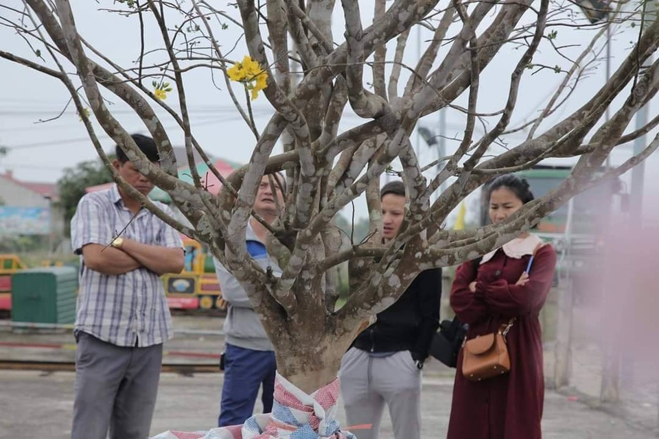 Mê mẩn với cây mai cổ thụ hơn 40 năm tuổi có giá 100 triệu đồng - 5 Mê mẩn với cây mai cổ thụ hơn 40 năm tuổi có giá 100 triệu đồng - 5