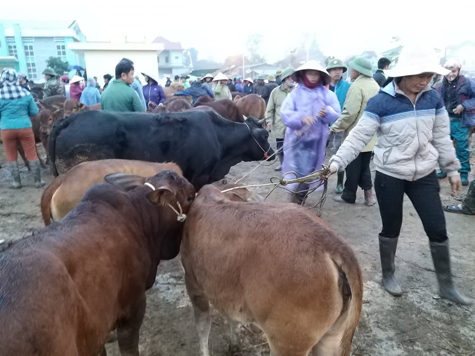 Nhộn nhịp phiên chợ trâu, bò lớn nhất miền Bắc - 9