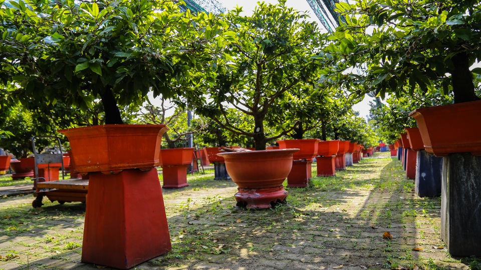 Gian nan nghề cho thuê mai chơi Tết trong dịch Covid-19 - 1 Gian nan nghề cho thuê mai chơi Tết trong dịch Covid-19 - 1