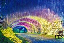 Ngất ngây với đường hầm hoa tử đằng đẹp nhất thế giới