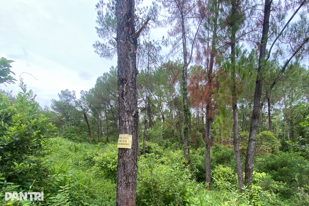 Nhiều cây thông ở Huế chết khô do bị khoan lỗ, đổ thuốc - 2 Nhiều cây thông ở Huế chết khô do bị khoan lỗ, đổ thuốc - 2