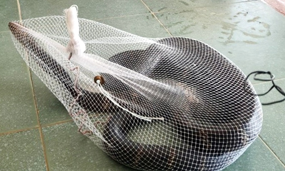 Rắn hổ mang chúa dài hơn 3 mét bò vào trường học - 1 Rắn hổ mang chúa dài hơn 3 mét bò vào trường học - 1