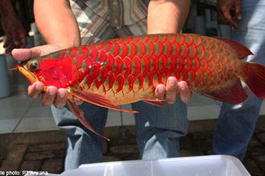 Cá rồng tiền triệu, thanh long đỏ hút khách 