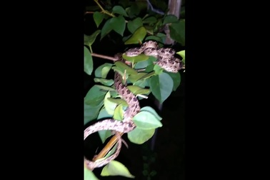 Cận cảnh một cá thể rắn rào đốm nằm săn mồi trên cây