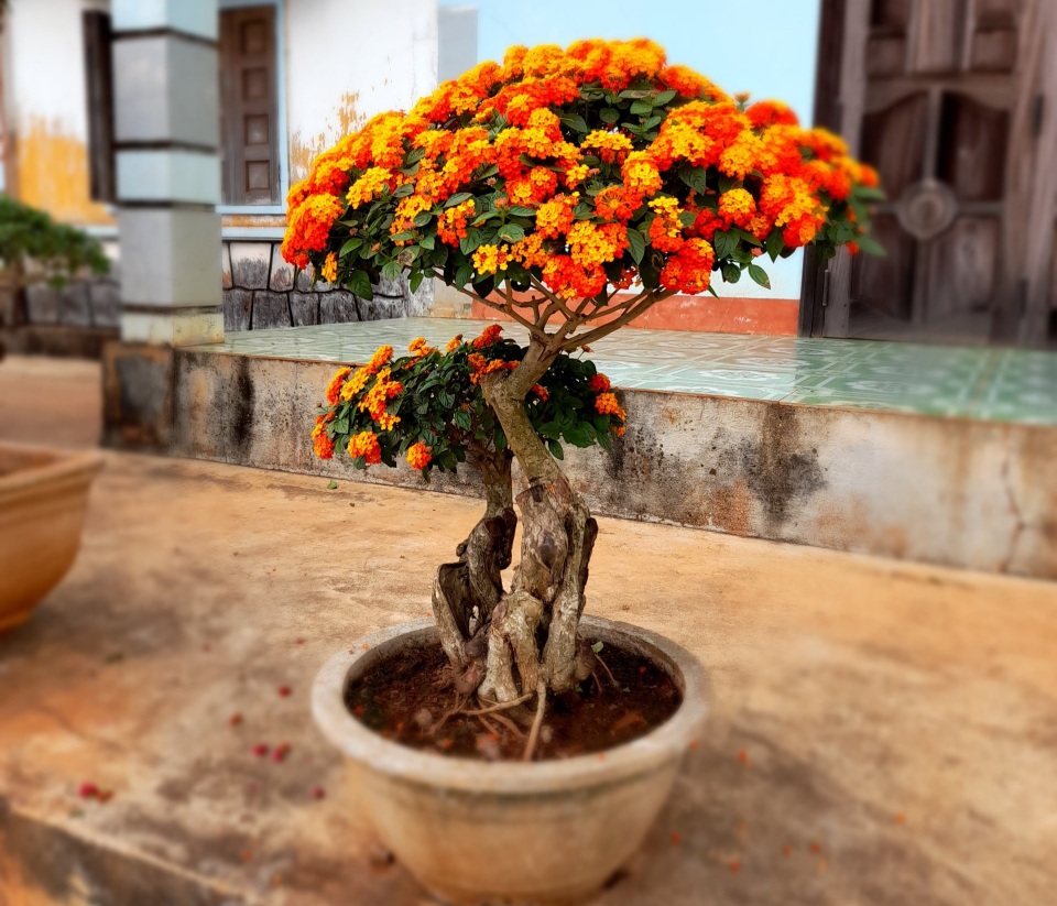 Nông dân biến cây hoa dại thành bonsai ngũ sắc tiền triệu - 2 Nông dân biến cây hoa dại thành bonsai ngũ sắc tiền triệu - 2