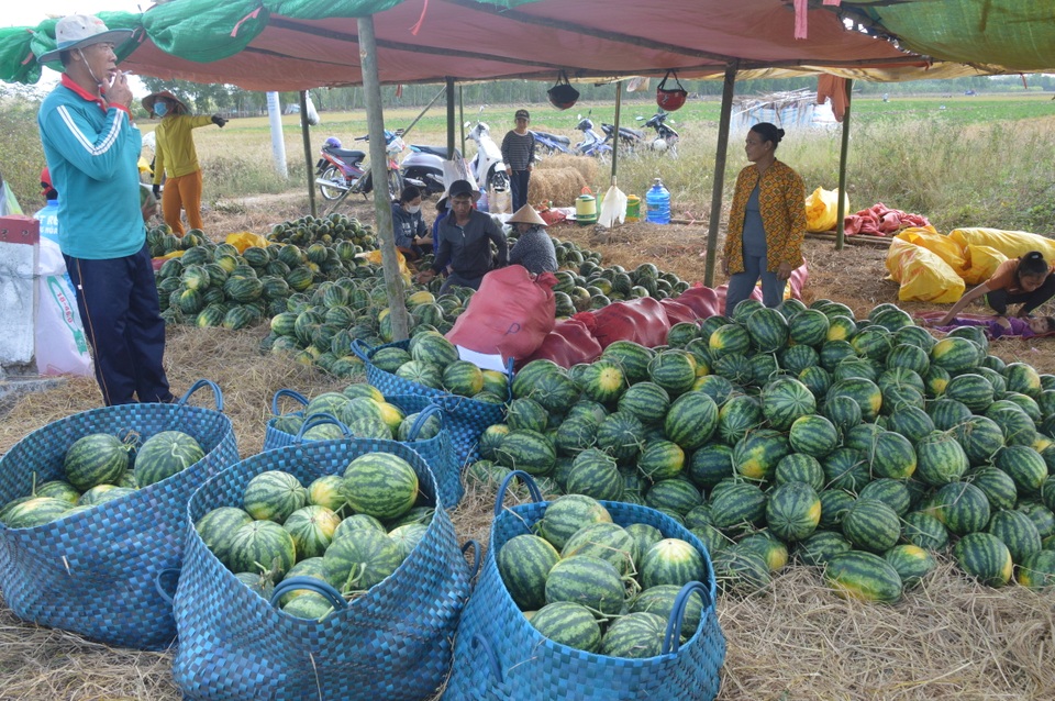 “Né” hạn mặn trong mùa khô, dân trồng cây phù hợp cho thu nhập cao - 5 “Né” hạn mặn trong mùa khô, dân trồng cây phù hợp cho thu nhập cao - 5