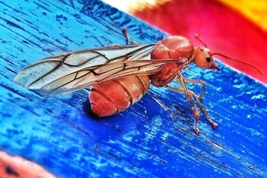 Chụp ảnh nghệ thuật bằng điện thoại di động: Ai cũng có thể