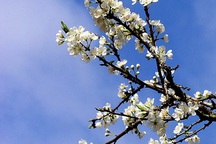 Mê mải ngắm hoa mận ngày xuân