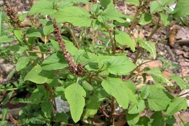 Chuyện lạ: Nhà giàu Hà Nội ăn rau dại “cứu đói”