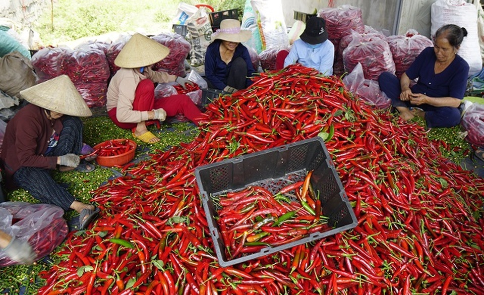 Nông dân Bình Định khóc ròng vì giá ớt tuột tận đáy - 1 Nông dân Bình Định khóc ròng vì giá ớt tuột tận đáy - 1