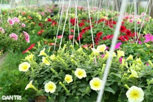 Hoa Tết Hội An đẹp bạt ngàn, thương lái vẫn đắn đo