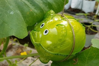 Dưa lưới hình lợn, xoài thư pháp hàng “độc” chơi Tết Kỷ Hợi