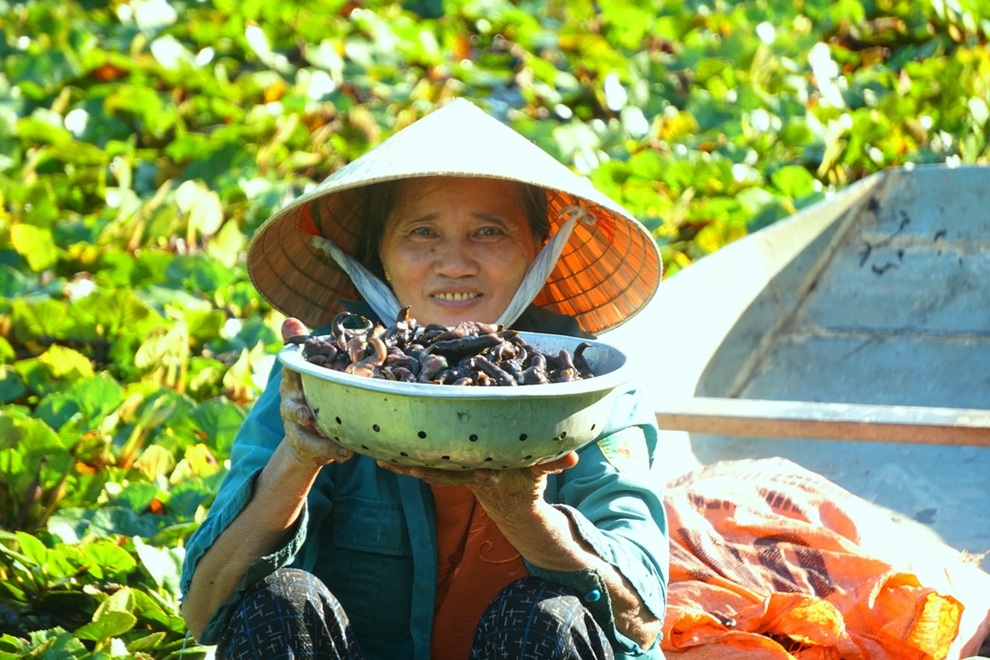 Kiếm vài chục triệu đồng mỗi vụ nhờ thứ củ có hình thù giống... sừng trâu - 4 Kiếm vài chục triệu đồng mỗi vụ nhờ thứ củ có hình thù giống... sừng trâu - 4