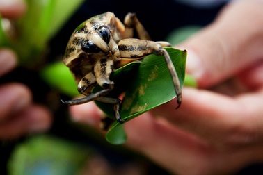 Kiếm trăm triệu mỗi tháng nhờ nuôi cà cuống