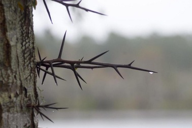 Tìm ra nguồn gốc của gai trên các loài thực vật