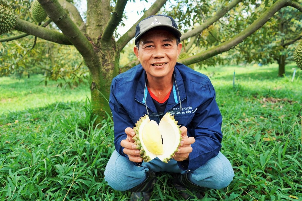 Nhà vườn Huỳnh Quới và hành trình tìm kiếm sự ngon, lành trong từng trái sầu riêng - 1 Nhà vườn Huỳnh Quới và hành trình tìm kiếm sự ngon, lành trong từng trái sầu riêng - 1