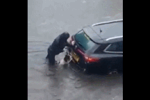 Hình ảnh chú chó giúp chủ đẩy xe qua vùng nước ngập "đốn tim" cư dân mạng