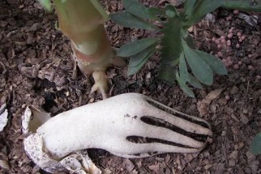 Chùm ảnh: Những loài cây và hoa hình dáng kỳ quặc