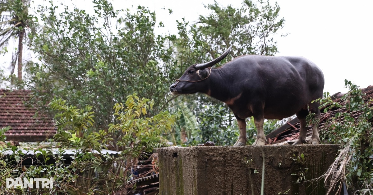 Trâu kẹt trên mái nhà 6 ngày ở Hòa Thịnh: Không cho cày bừa và không bán