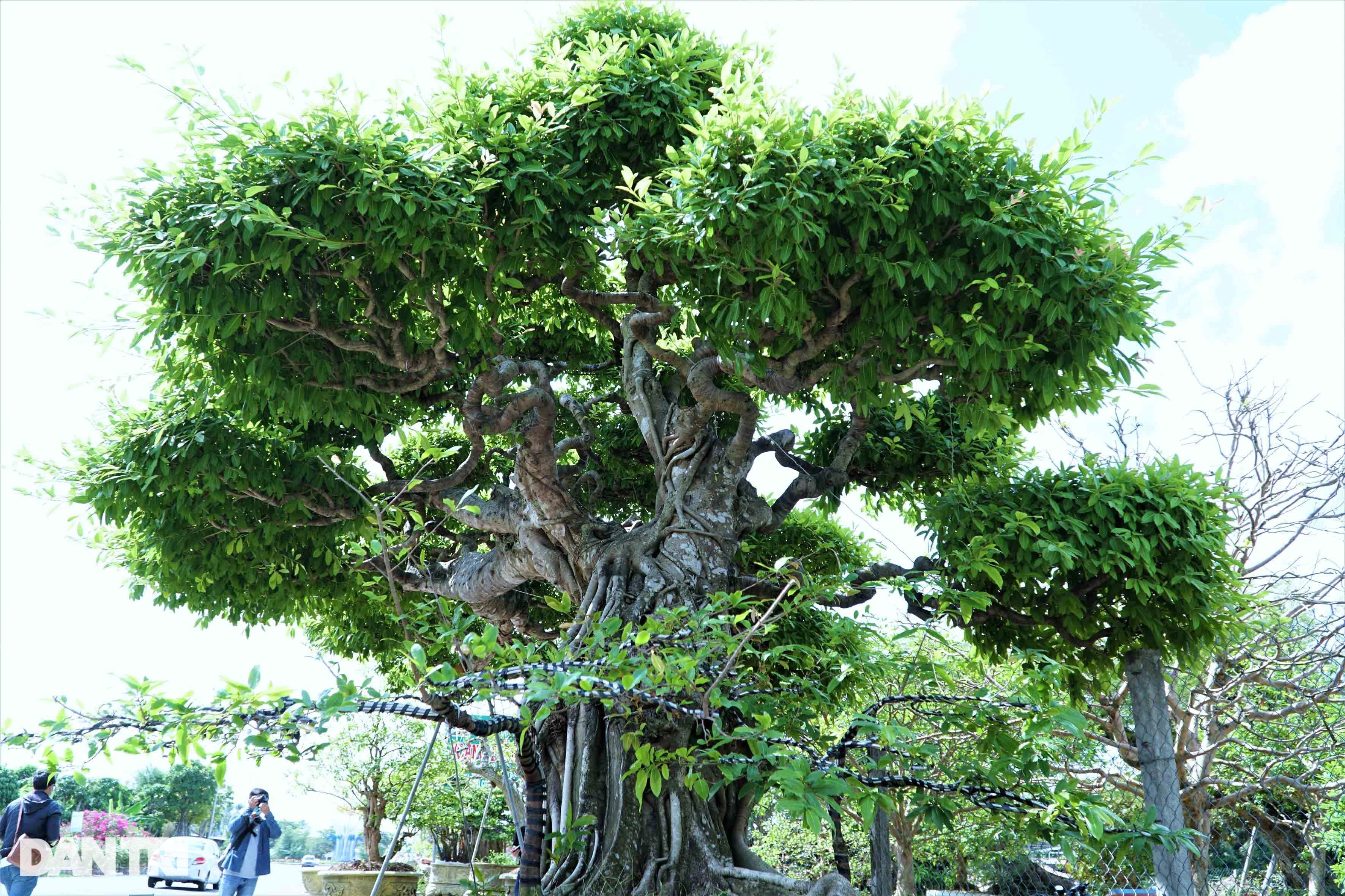 Chiêm ngưỡng cây sộp dáng rồng, lập kỷ lục châu Á. - 3
