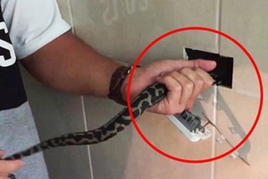 Kinh hãi phát hiện rắn mắc kẹt sau ổ cắm điện trong nhà