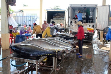 Phú Yên: Ngư dân thu hàng trăm triệu đồng từ cá ngừ đại dương