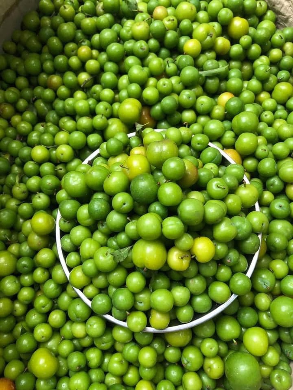 Mận cơm trượt giá còn 5.000 đồng/kg, dân mạng lại hô giải cứu - 2 Mận cơm trượt giá còn 5.000 đồng/kg, dân mạng lại hô giải cứu - 2