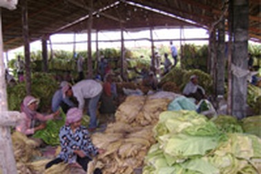 An Giang: Thoát nghèo nhờ cây thuốc lá