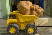 Củ khoai tây "lớn nhất thế giới" đã có tên riêng