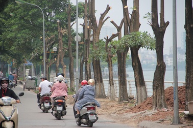 Hà Nội: Hàng cây hoa sữa trên phố Trích Sài bị đánh chuyển