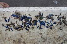 TPHCM quyết xóa nạn “đinh tặc”