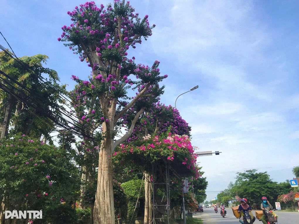 Từ vùng quê ven đô đến những triệu phú làng hoa - 3 Từ vùng quê ven đô đến những triệu phú làng hoa - 3
