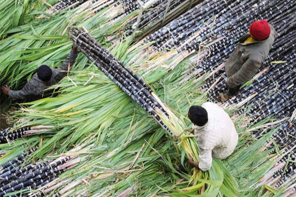 Sau gạo, Ấn Độ có thể sẽ xem xét cấm xuất khẩu đường - 1 Sau gạo, Ấn Độ có thể sẽ xem xét cấm xuất khẩu đường - 1