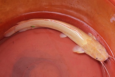 Người dân đổ xô đến xem cá trê vàng “quý hiếm”