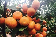 Bán 3 tấn cam: Chị gái công sở dư tiền ăn Tết, mua SH