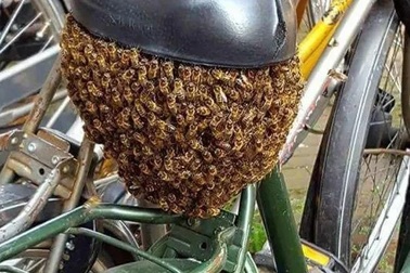 Những khoảnh khắc thế giới tự nhiên khiến con người phải “dựng tóc gáy”