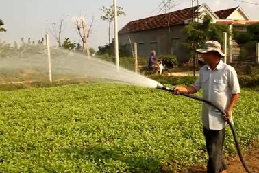 Bình Định: Giá rau cao kỷ lục, nông dân lãi tiền triệu