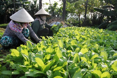 Giá rau cao kỷ lục, nông dân thu lãi tiền triệu