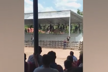 Bò chiến lao lên tận khán đài tấn công khán giả