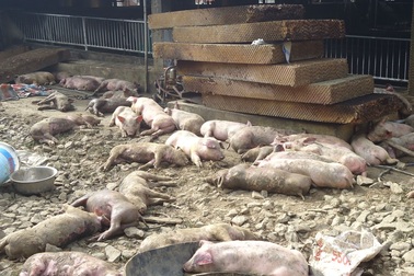 Heo chết la liệt sau vụ hỏa hoạn tại trang trại 1200 con
