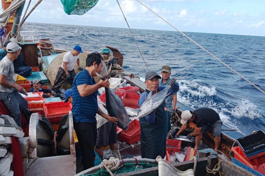 Vươn khơi săn cá ngừ, cá nục, ngư dân thu về hơn 10 tỷ đồng - 5 Vươn khơi săn cá ngừ, cá nục, ngư dân thu về hơn 10 tỷ đồng - 5