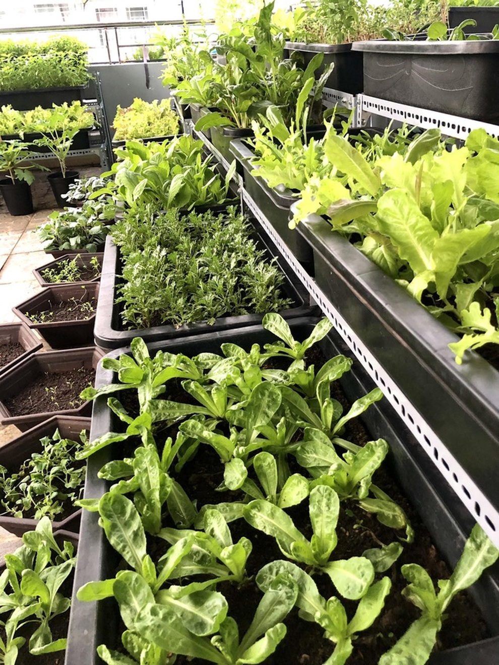 Người dân TPHCM chia nhau quả trứng, mớ rau thu hoạch từ vườn sân thượng - 4