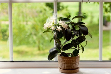 9 loại cây có hương hợp trồng trong nhà, giúp bạn bỏ nến thơm chứa hóa chất