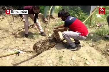 Cứu trăn khổng lồ khỏi bể nước