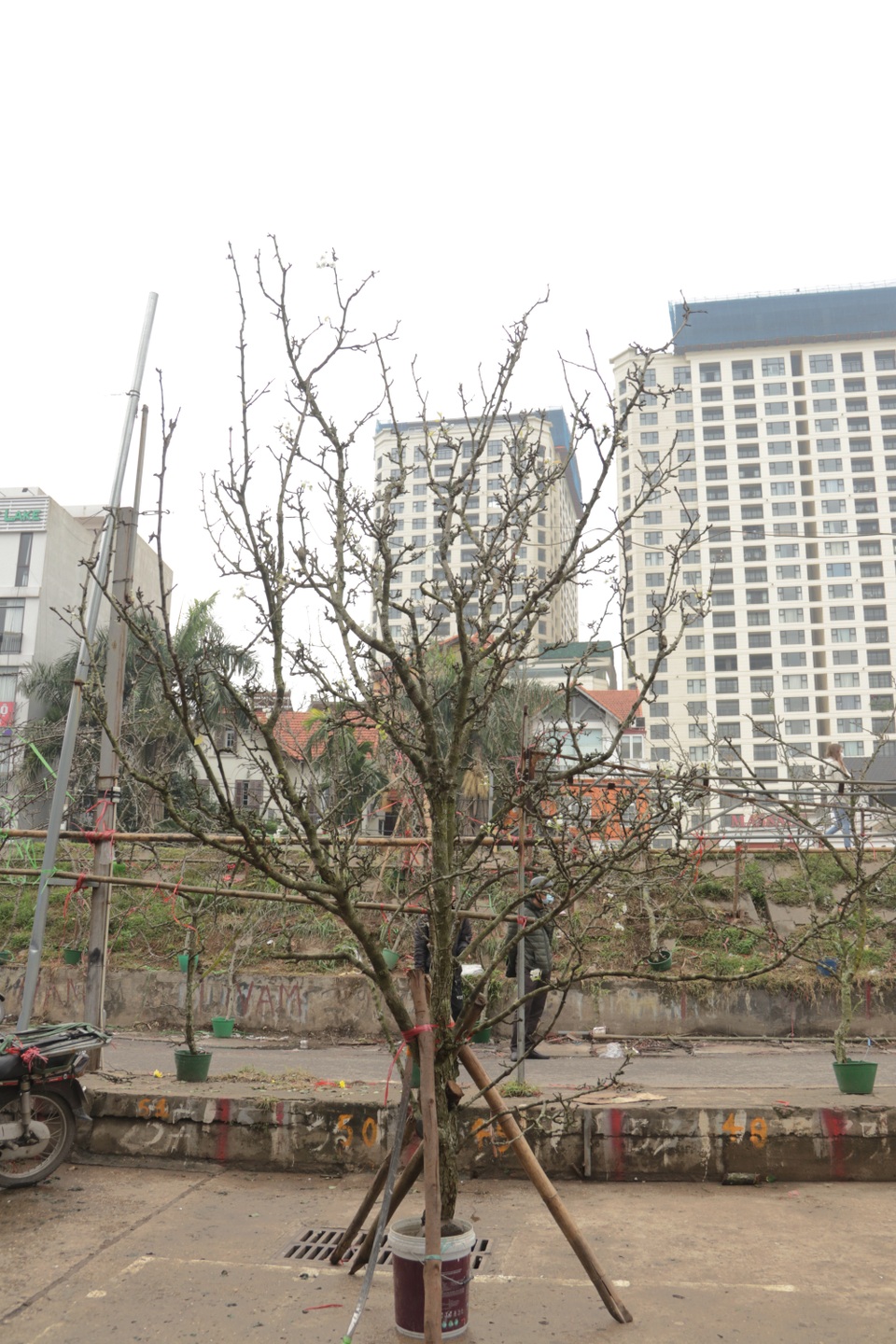 Lạc vào rừng hoa lê giá hàng triệu đồng một cành giữa lòng Hà Nội - 13 Lạc vào rừng hoa lê giá hàng triệu đồng một cành giữa lòng Hà Nội - 13