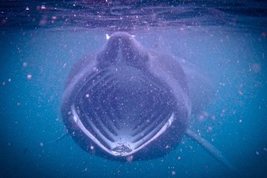 Một loài cá khổng lồ còn nhiều bí ẩn cần được khám phá