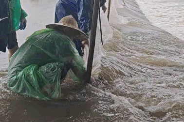 Người dân Hà Nội dựng 3.000m lưới, chạy đua với lũ giữ sinh kế