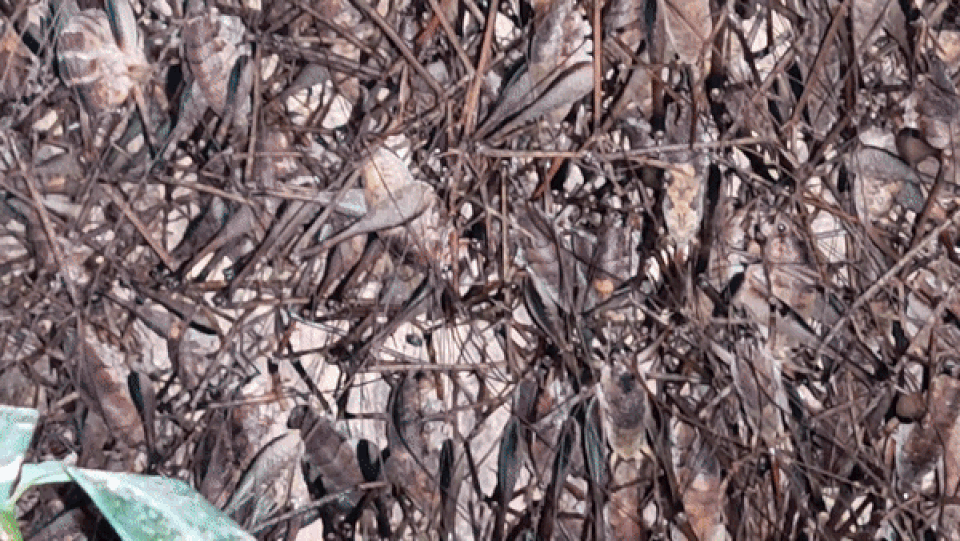 Lạ lùng món tôm bò trên cây của người xứ Lạng - 1 Lạ lùng món tôm bò trên cây của người xứ Lạng - 1
