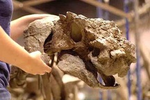 Phát hiện một loài giáp long mới ở Utah