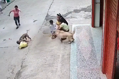 Chó nhà phản ứng cực nhanh bảo vệ em bé bị chó lạ tấn công